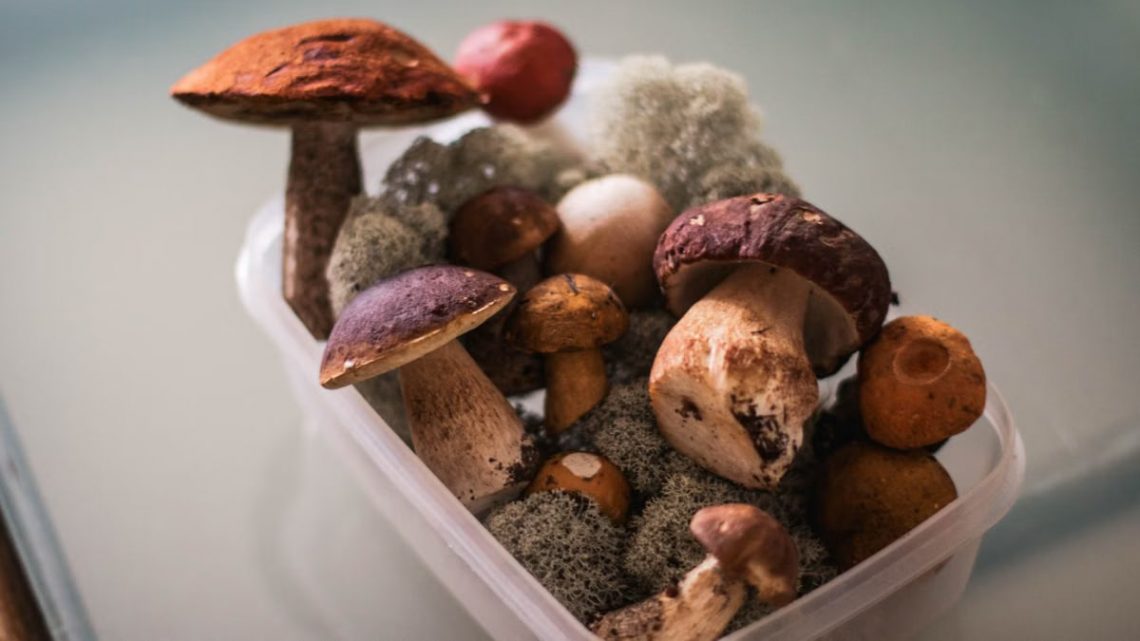 From above of plastic container filled with different mushrooms and moss placed on white table covered with glass