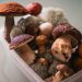 From above of plastic container filled with different mushrooms and moss placed on white table covered with glass