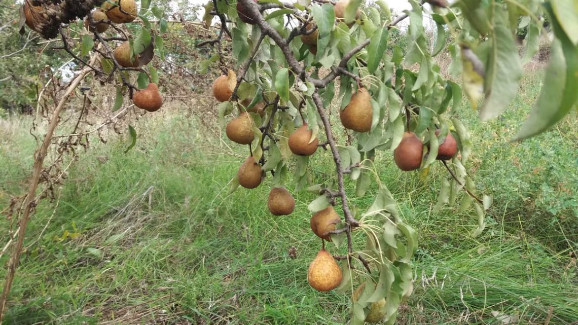 Close-up of pear tree branches with ripe fruits in Hrushivka, Ukraine, outdoors.