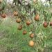 Close-up of pear tree branches with ripe fruits in Hrushivka, Ukraine, outdoors.